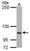 Family With Sequence Similarity 83 Member B antibody, PA5-28548, Invitrogen Antibodies, Western Blot image 