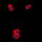 Serpin Family B Member 4 antibody, orb214554, Biorbyt, Immunofluorescence image 
