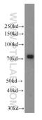 NUMBL antibody, 66155-1-Ig, Proteintech Group, Western Blot image 
