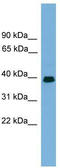 Angiopoietin-related protein 7 antibody, TA338456, Origene, Western Blot image 