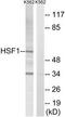 Heat shock factor protein 1 antibody, TA312873, Origene, Western Blot image 