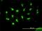 Histone Deacetylase 11 antibody, H00079885-M01, Novus Biologicals, Immunofluorescence image 