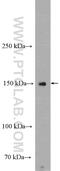 Cadherin-related family member 2 antibody, 27103-1-AP, Proteintech Group, Western Blot image 
