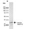 Receptor Accessory Protein 1 antibody, MA5-27624, Invitrogen Antibodies, Western Blot image 