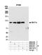 BAF Chromatin Remodeling Complex Subunit BCL11A antibody, NB600-261, Novus Biologicals, Immunoprecipitation image 