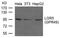 Leucine Rich Repeat Containing G Protein-Coupled Receptor 5 antibody, orb137136, Biorbyt, Western Blot image 