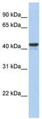 Forkhead box protein J1 antibody, TA339060, Origene, Western Blot image 