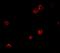 Suppressor Of Glucose, Autophagy Associated 1 antibody, A13046, Boster Biological Technology, Immunofluorescence image 