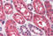Fibroblast Growth Factor Receptor 1 antibody, MBS242640, MyBioSource, Immunohistochemistry frozen image 