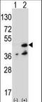 Nucleoside diphosphate kinase 7 antibody, LS-C101176, Lifespan Biosciences, Western Blot image 