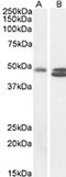 NTSR2 antibody, CL8834AP, Cedarlane Labs, Western Blot image 