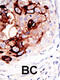 Sentrin-specific protease 2 antibody, 56-352, ProSci, Immunofluorescence image 