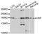 Von Willebrand Factor antibody, LS-B15345, Lifespan Biosciences, Western Blot image 
