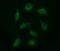 Sentrin-specific protease 2 antibody, NBP2-45759, Novus Biologicals, Immunofluorescence image 