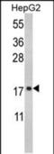 Ribosomal Protein S15 antibody, PA5-49600, Invitrogen Antibodies, Western Blot image 