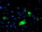 Dipeptidyl Peptidase 9 antibody, LS-C337555, Lifespan Biosciences, Immunofluorescence image 