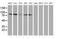 Gephyrin antibody, MA5-25368, Invitrogen Antibodies, Western Blot image 