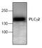 Phospholipase C Gamma 2 antibody, AP00258PU-N, Origene, Western Blot image 