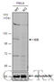 Insulin Degrading Enzyme antibody, GTX105095, GeneTex, Western Blot image 