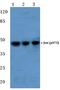 Jun Proto-Oncogene, AP-1 Transcription Factor Subunit antibody, A02038S73, Boster Biological Technology, Western Blot image 