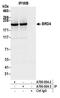 Bromodomain Containing 4 antibody, A700-004, Bethyl Labs, Immunoprecipitation image 