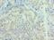 Neurotrophic factor antibody, LS-C376267, Lifespan Biosciences, Immunohistochemistry frozen image 