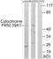 Cytochrome P450 Family 39 Subfamily A Member 1 antibody, abx013991, Abbexa, Western Blot image 