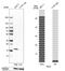 RecQ Mediated Genome Instability 2 antibody, PA5-59381, Invitrogen Antibodies, Western Blot image 