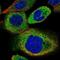 Chromosome 8 Open Reading Frame 48 antibody, NBP1-93918, Novus Biologicals, Immunofluorescence image 