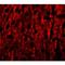 RILP-like protein 1 antibody, LS-B9574, Lifespan Biosciences, Immunofluorescence image 