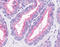 Olfactory receptor 51E1 antibody, TA340620, Origene, Immunohistochemistry frozen image 