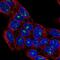 Matrix Remodeling Associated 8 antibody, HPA055780, Atlas Antibodies, Immunofluorescence image 