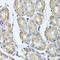 BCL2 Associated Athanogene 5 antibody, STJ28358, St John