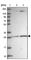 7-Dehydrocholesterol Reductase antibody, NBP1-80740, Novus Biologicals, Western Blot image 