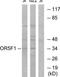 Olfactory Receptor Family 5 Subfamily F Member 1 antibody, TA316341, Origene, Western Blot image 