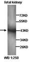 Kelch Like Family Member 1 antibody, orb77152, Biorbyt, Western Blot image 