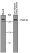 Plexin A2 antibody, PA5-47746, Invitrogen Antibodies, Western Blot image 