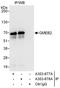 Glucocorticoid Modulatory Element Binding Protein 2 antibody, A303-677A, Bethyl Labs, Immunoprecipitation image 