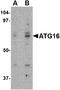 Autophagy Related 16 Like 1 antibody, AP22611PU-N, Origene, Western Blot image 