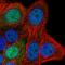 SAP30 Like antibody, HPA048665, Atlas Antibodies, Immunocytochemistry image 