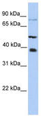 Methyltransferase Like 2B antibody, TA346798, Origene, Western Blot image 