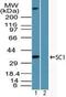 Transcription Factor 19 antibody, PA5-23385, Invitrogen Antibodies, Western Blot image 