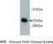 Lymphocyte antigen 6G antibody, MBS355140, MyBioSource, Western Blot image 