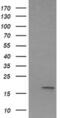 Interleukin 36 Gamma antibody, MA5-26241, Invitrogen Antibodies, Western Blot image 