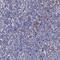 Zinc Finger CCCH-Type Containing 12B antibody, HPA000836, Atlas Antibodies, Immunohistochemistry frozen image 