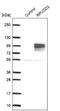 RNA Pseudouridine Synthase Domain Containing 2 antibody, NBP1-88437, Novus Biologicals, Western Blot image 