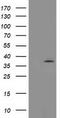 Translocase Of Outer Mitochondrial Membrane 34 antibody, TA503077, Origene, Western Blot image 
