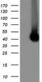 BB1 antibody, TA501578, Origene, Western Blot image 