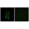 Acyl-coenzyme A thioesterase 12 antibody, A11589, Boster Biological Technology, Immunohistochemistry frozen image 
