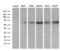 RBPJK antibody, MA5-27166, Invitrogen Antibodies, Western Blot image 